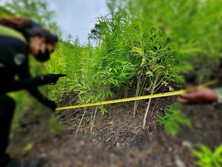 P7.2M marijuana plants destroyed in Cordillera
