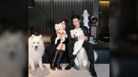 Meet Luke: A fluffy Samoyed who stole the hearts of Early Spring