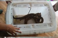 BFP Tarlac rescues reticulated python