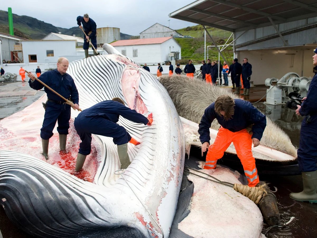 Iceland looks to end whale hunting