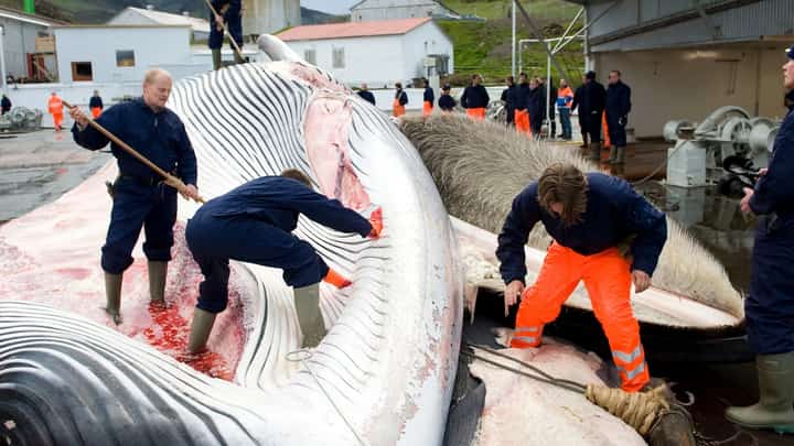 Iceland looks to end whale hunting