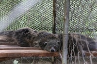 12 wildlife animals rescued from North Cotabato - DENR
