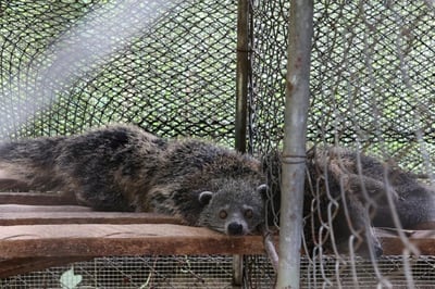 12 wildlife animals rescued from North Cotabato - DENR