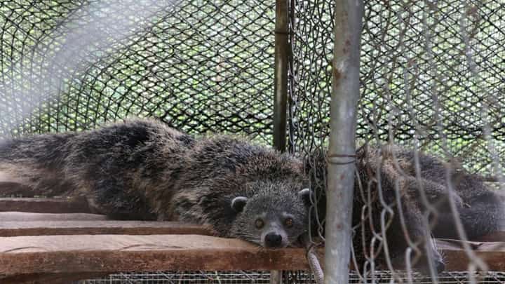 Philippine Palm Civet (Paradoxurus Philippinensis) is among the wildlife species turned over to the DENR Cotabato on 10 September 2026.