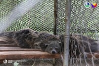 DENR checks rescued animals in Sultan Kudarat