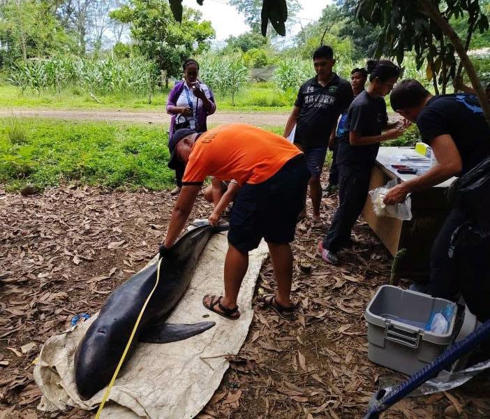 Dead Pygmy Killer Whale found in Puerto Princesa