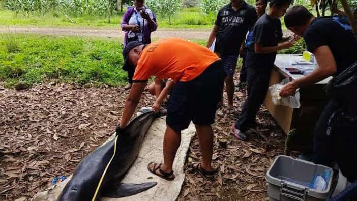Dead Pygmy Killer Whale found in Puerto Princesa