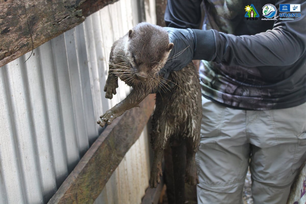PCSDS rescues wounded Asian Small-Clawed Otter in Puerto Princesa City