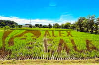 EALA takes shape A giant likeness of Filipino tennis star Alex Eala takes shape in a rice field at the Philippine Rice Research Institute campus in Science City of Muñoz, Nueva Ecija.