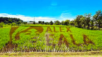 Eala gets rice-field tribute in Nueva Ecija