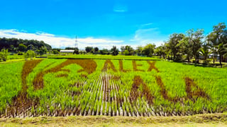 Eala gets rice-field tribute in Nueva Ecija