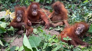 Baby orangs expose trafficking