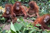 Baby orangs expose trafficking