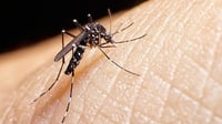 Albay suffers alarming dengue surge