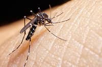THE dengue mosquito – or the aedes aegypti – is wreaking havoc in Albay as the province logged an alarming surge in cases.