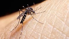 Albay suffers alarming dengue surge