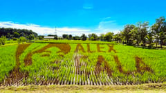 PhilRice honors Eala with rice-field art