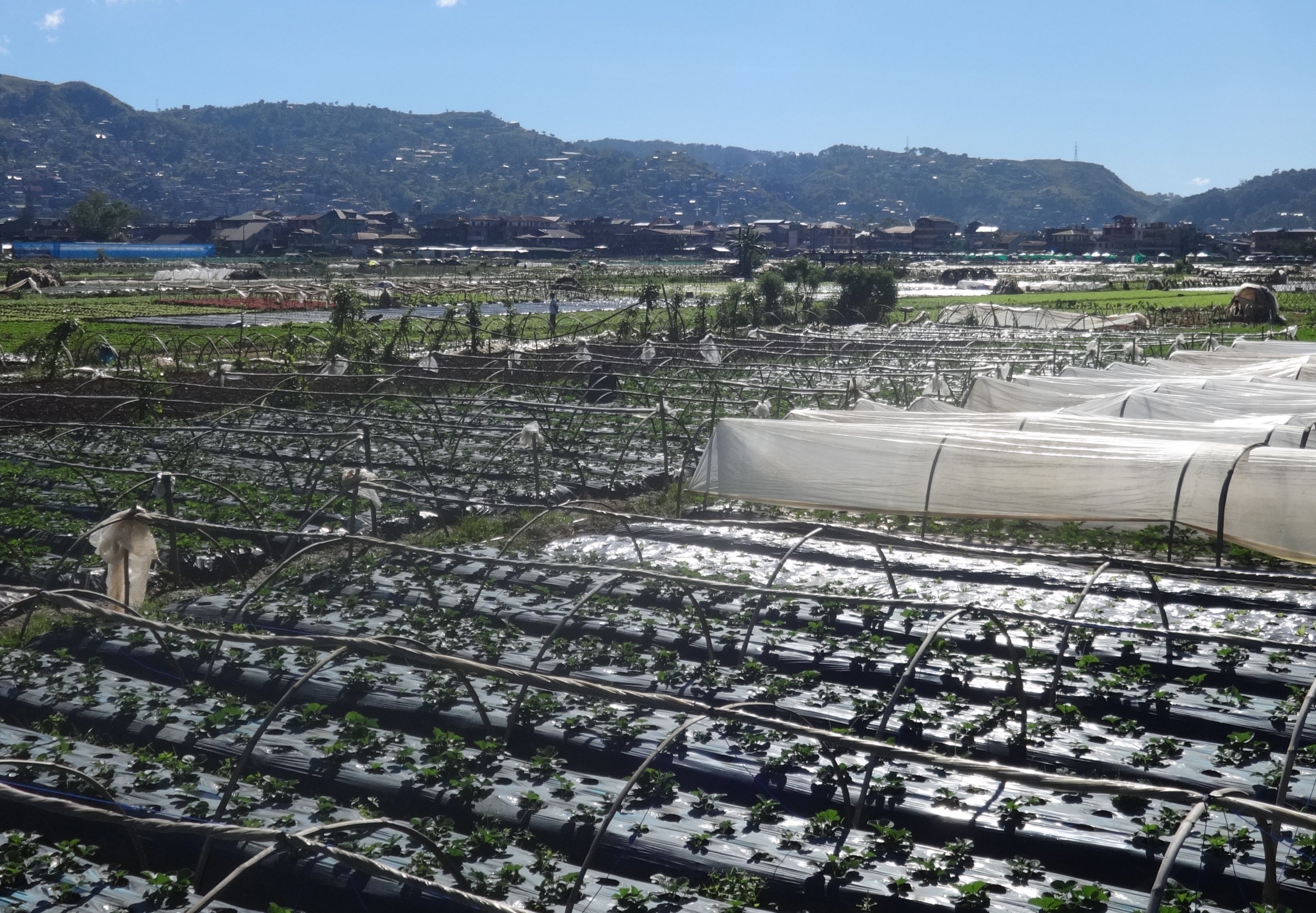 La Trinidad seeks P150 million for Strawberry Farm tourism center