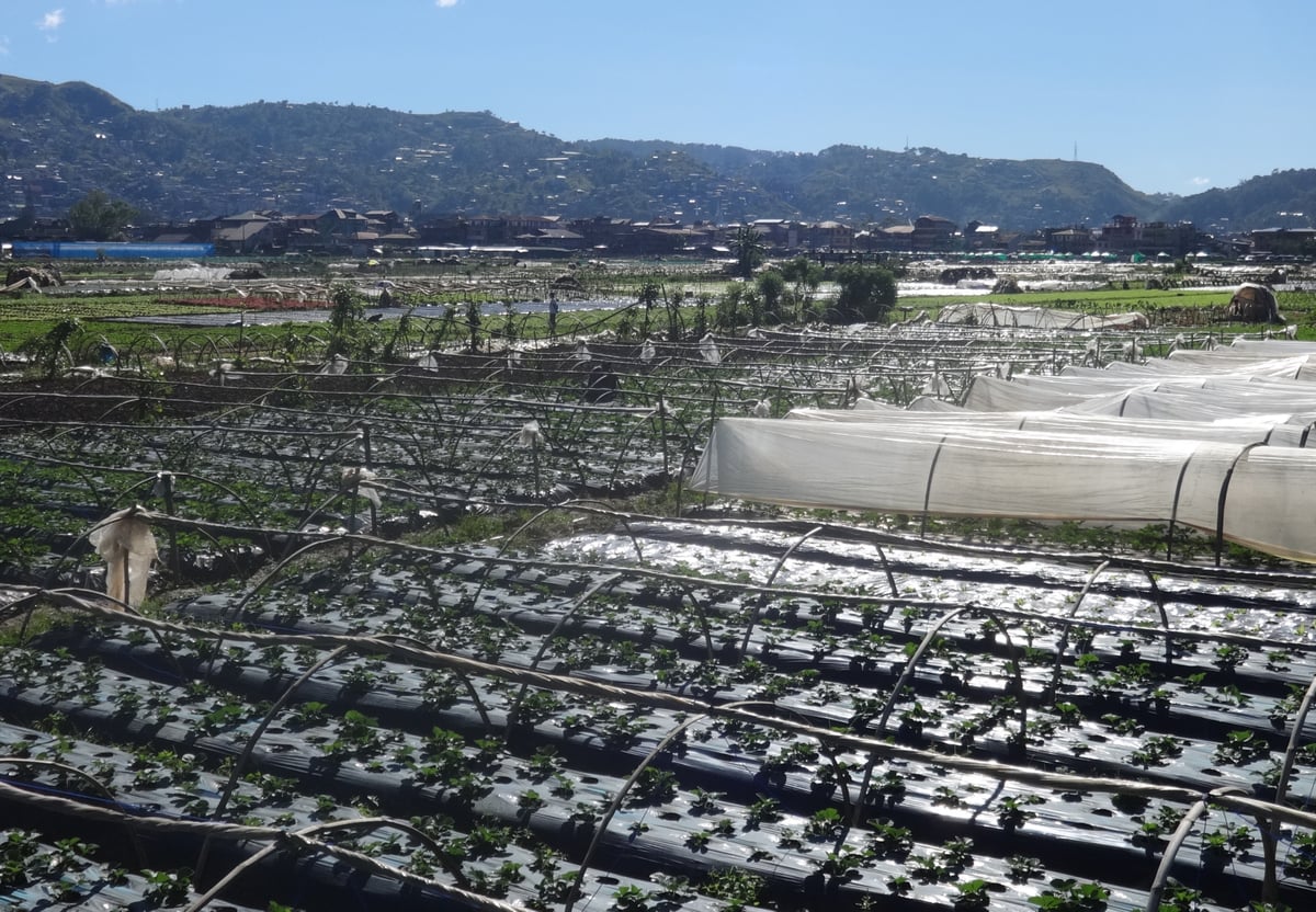 La Trinidad seeks P150 million for Strawberry Farm tourism center