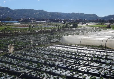 La Trinidad seeks P150 million for Strawberry Farm tourism center