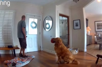 Playful Dog pesters burglar