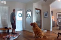 Playful Dog pesters burglar