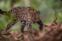 New wild cat species identified in Bolivia
