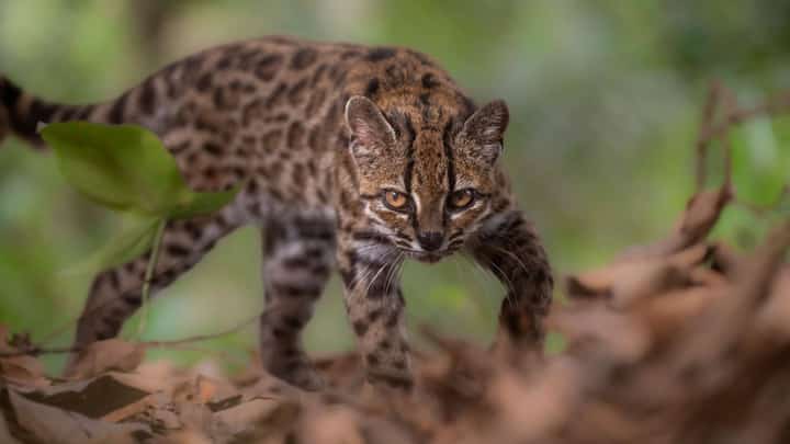 New wild cat species identified in Bolivia