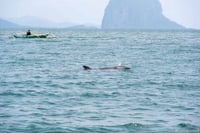 Community rescues entangled false killer whale in Palawan