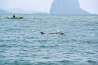 Community rescues entangled false killer whale in Palawan
