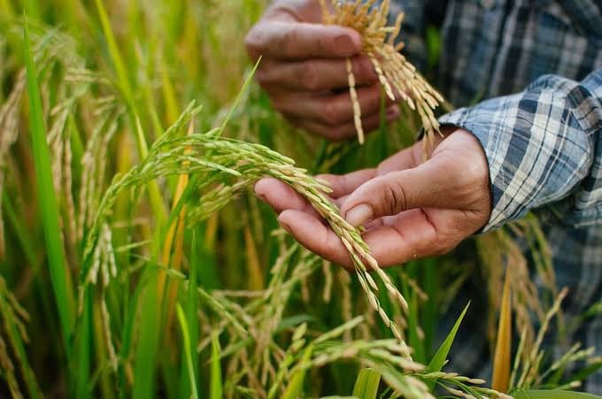 August Palay prices jump 30%
