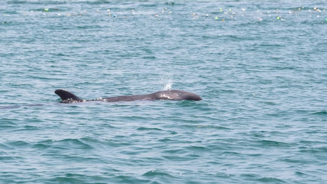 False killer whale rescued