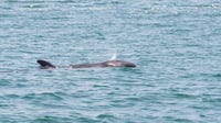 False killer whale rescued