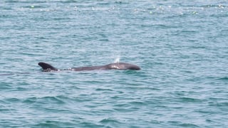 False killer whale rescued