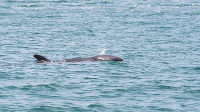False killer whale rescued