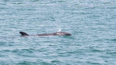 False killer whale rescued
