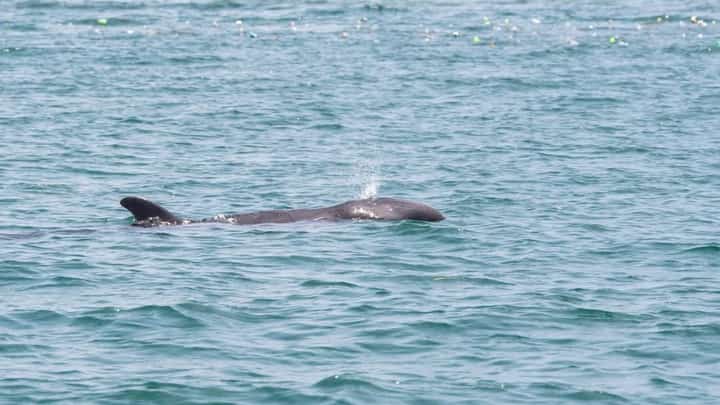 False killer whale rescued