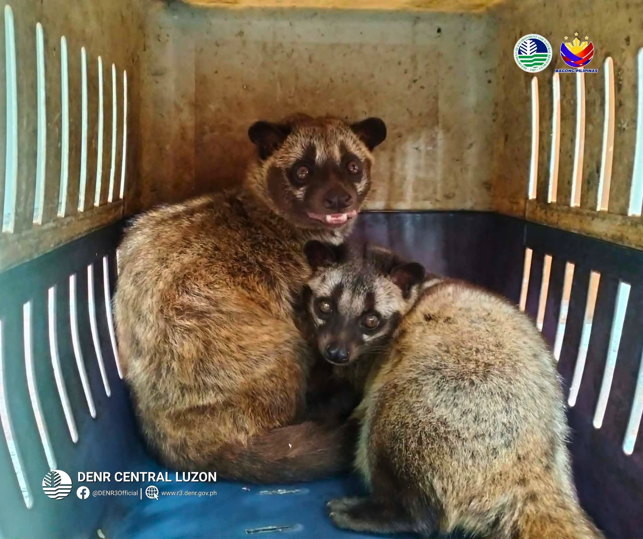 Civets, raptors surrendered to DENR 
