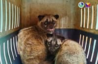Civets, raptors surrendered to DENR
