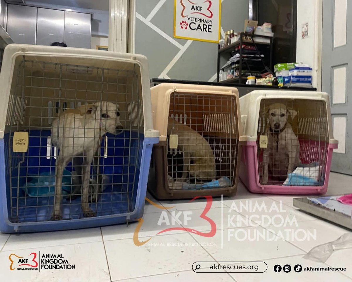Animal foundation in Tarlac adopts dogs in viral abuse video from vlogger