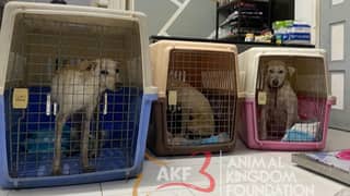 Animal foundation in Tarlac adopts dogs in viral abuse video from vlogger