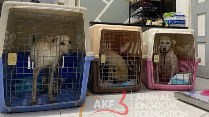 Animal foundation in Tarlac adopts dogs in viral abuse video from vlogger