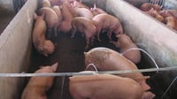 DA backs P210/kilo hogs floor price