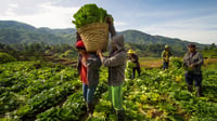 Gov’t taps returning OFWs for agribusiness