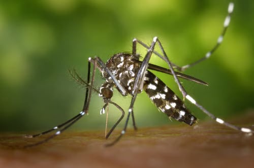 DOH raises ‘code blue’ over Bicol as dengue cases continue to rise