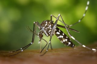 DOH raises ‘code blue’ over Bicol as dengue cases continue to rise