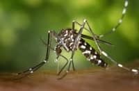 DOH raises ‘code blue’ over Bicol as dengue cases continue to rise