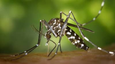 DOH raises ‘code blue’ over Bicol as dengue cases continue to rise