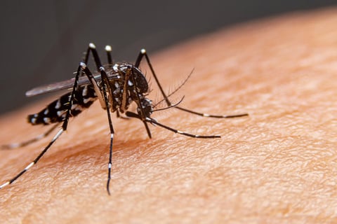 Dengue cases in Albay now at 2,888
