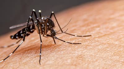 Dengue cases in Albay now at 2,888